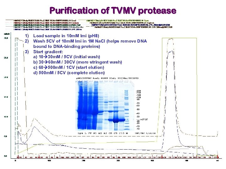 Purification of TVMV protease 1) Load sample in 10 m. M Imi (p. H