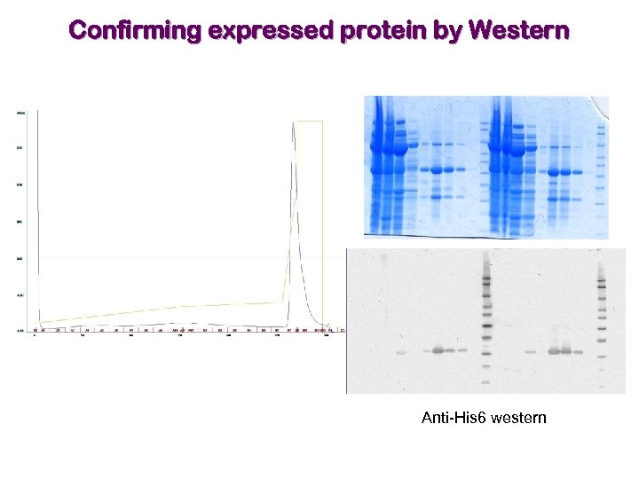 Confirming expressed protein by Western Anti-His 6 western 