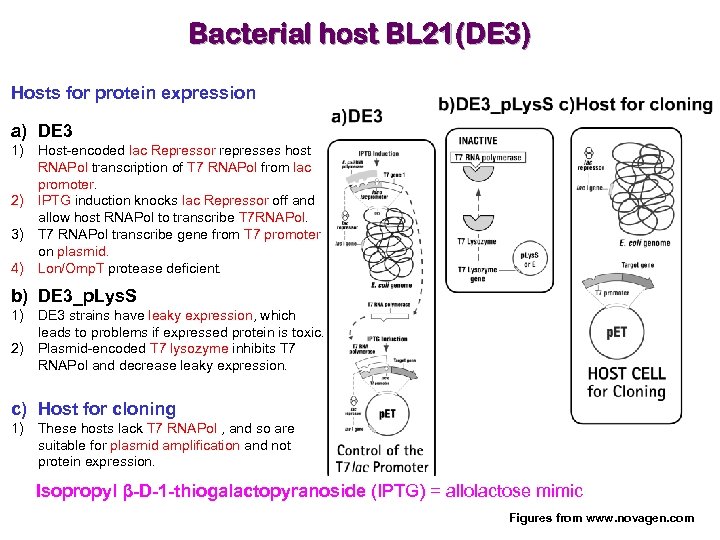 Bacterial host BL 21(DE 3) Hosts for protein expression a) DE 3 1) Host-encoded