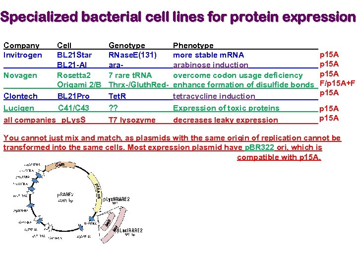 Specialized bacterial cell lines for protein expression Company Invitrogen Cell BL 21 Star BL