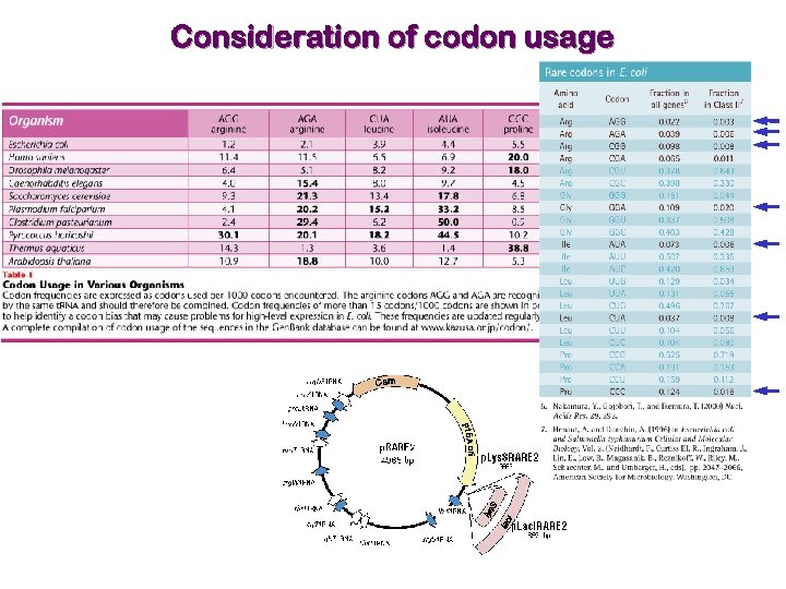 Consideration of codon usage 