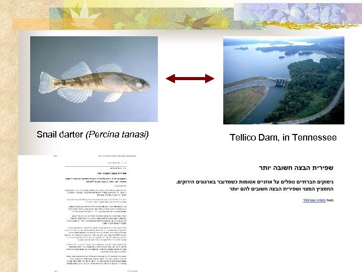 Snail darter (Percina tanasi) Tellico Dam, in Tennessee 