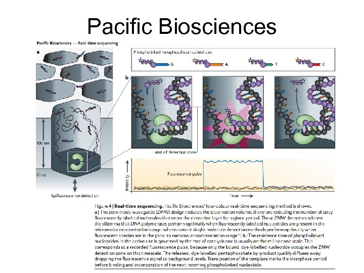 Pacific Biosciences 