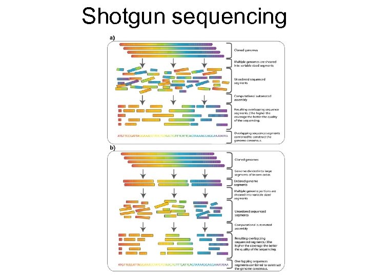Shotgun sequencing 