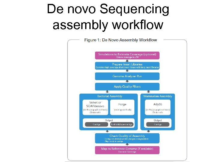 De novo Sequencing assembly workflow 