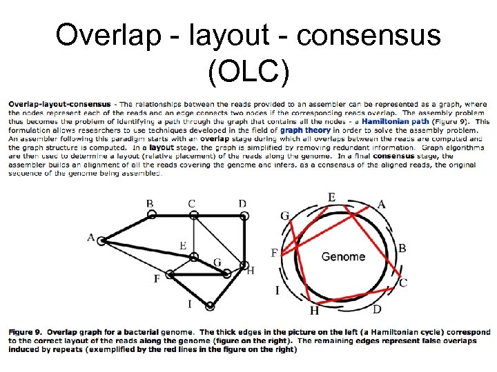 Overlap - layout - consensus (OLC) 