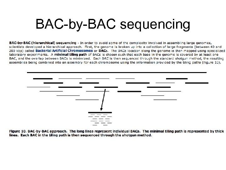 BAC-by-BAC sequencing 