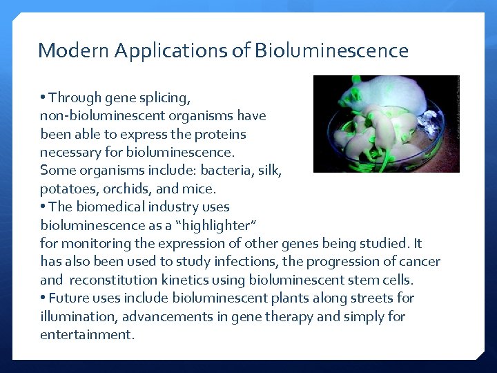 Modern Applications of Bioluminescence • Through gene splicing, non-bioluminescent organisms have been able to