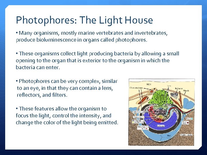 Photophores: The Light House • Many organisms, mostly marine vertebrates and invertebrates, produce bioluminescence