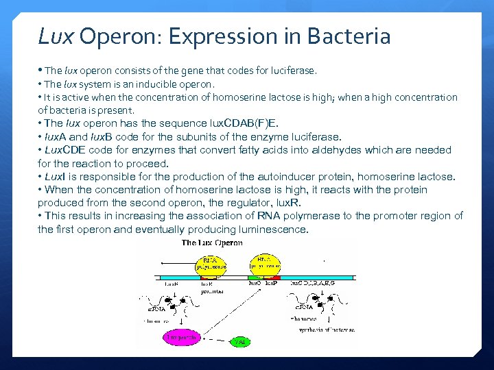 Lux Operon: Expression in Bacteria • The lux operon consists of the gene that