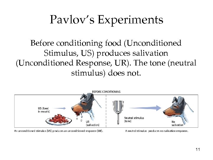 Pavlov’s Experiments Before conditioning food (Unconditioned Stimulus, US) produces salivation (Unconditioned Response, UR). The