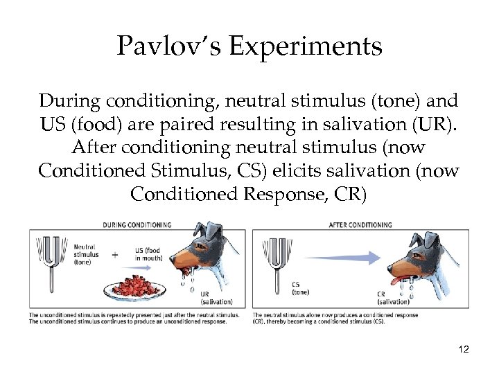 Pavlov’s Experiments During conditioning, neutral stimulus (tone) and US (food) are paired resulting in