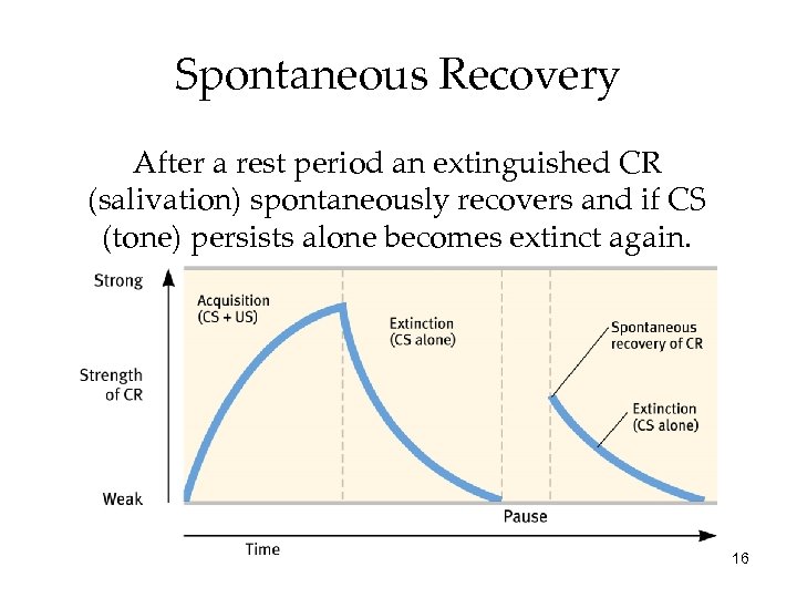 Spontaneous Recovery After a rest period an extinguished CR (salivation) spontaneously recovers and if