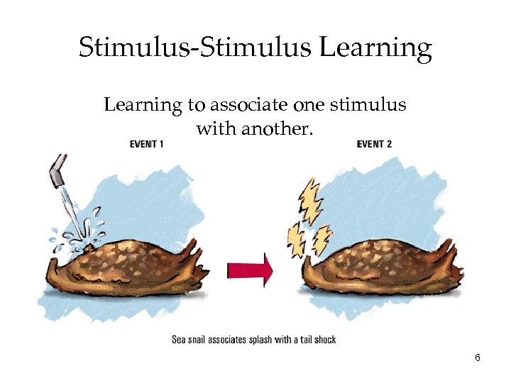 Stimulus-Stimulus Learning to associate one stimulus with another. 6 