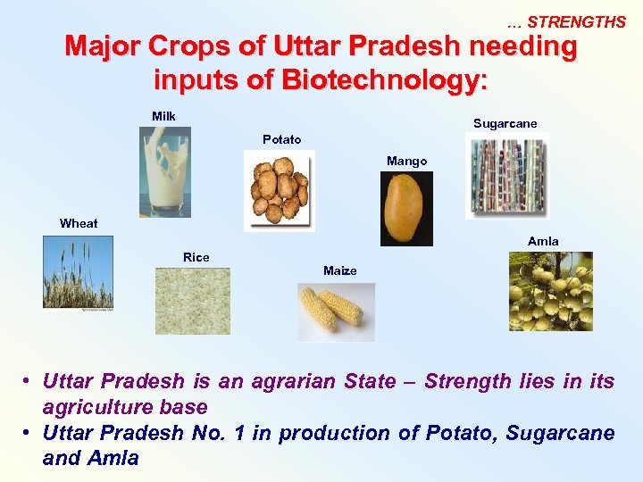 … STRENGTHS Major Crops of Uttar Pradesh needing inputs of Biotechnology: Milk Sugarcane Potato