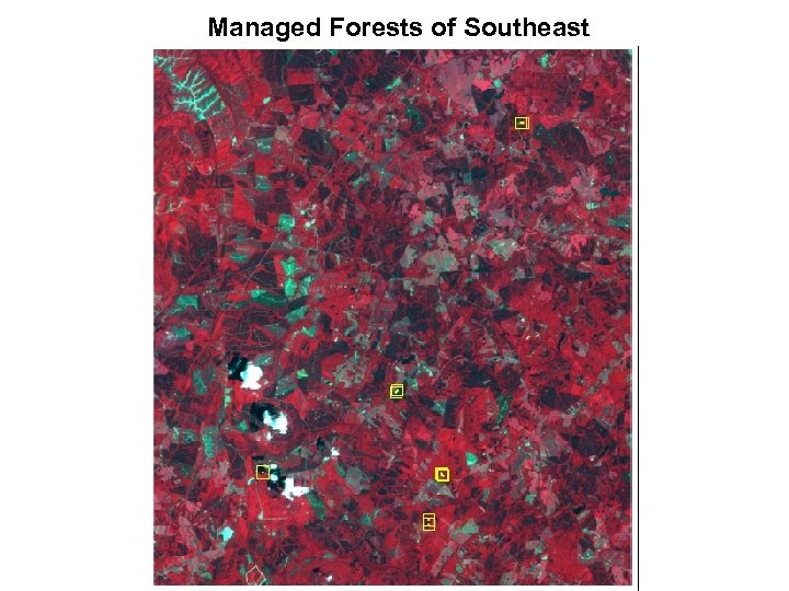 Managed Forests of Southeast 
