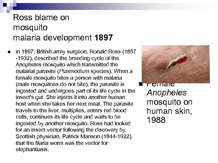 Ross blame on mosquito malaria development 1897 n in 1897, British army surgeon, Ronald