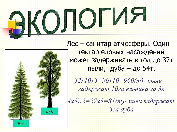 Лес – санитар атмосферы. Один гектар еловых насаждений может задерживать в год до 32