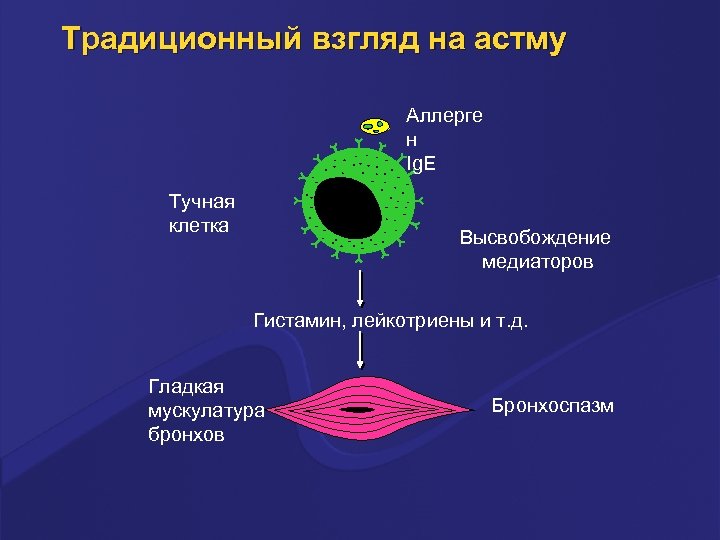 Традиционный взгляд на астму Аллерге н Ig. E Тучная клетка Высвобождение медиаторов Гистамин, лейкотриены