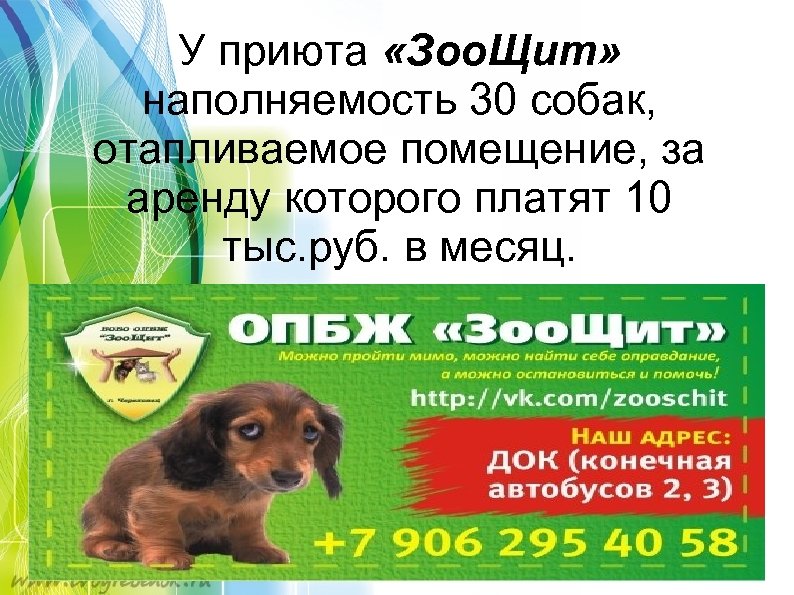 У приюта «Зоо. Щит» наполняемость 30 собак, отапливаемое помещение, за аренду которого платят 10