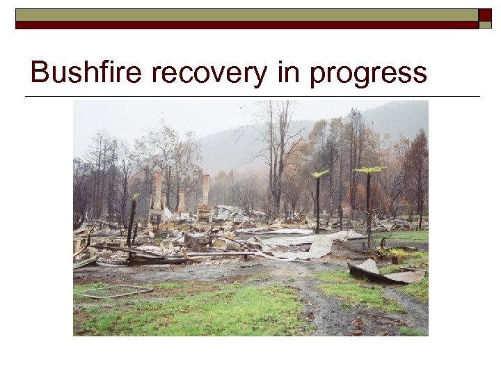 Bushfire recovery in progress 