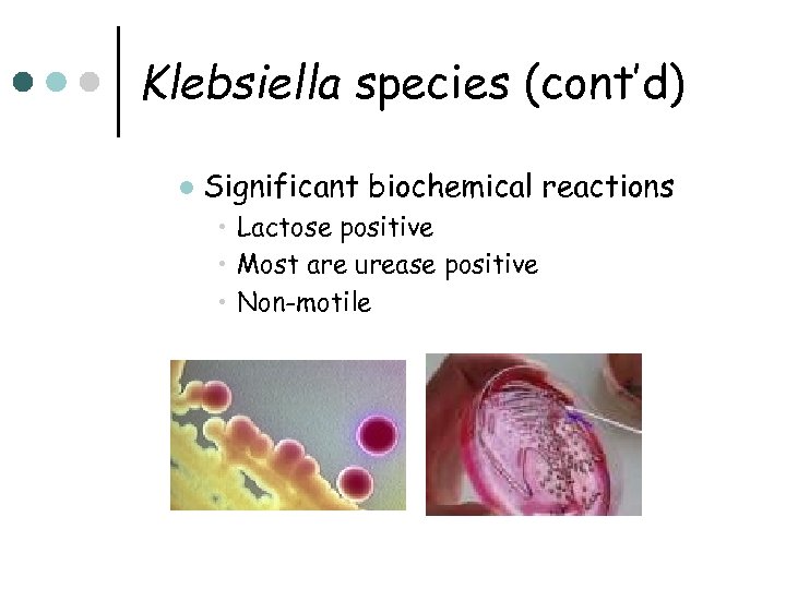 Klebsiella species (cont’d) l Significant biochemical reactions • Lactose positive • Most are urease