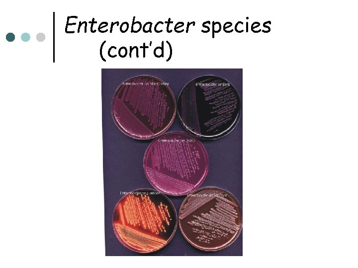 Enterobacter species (cont’d) 