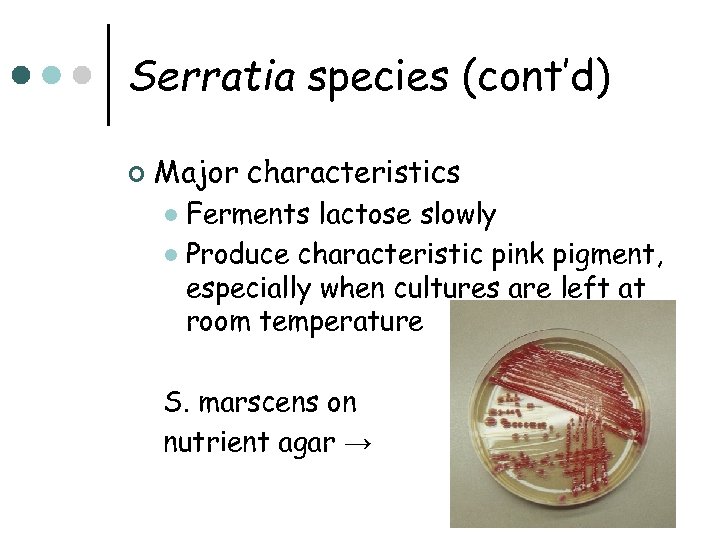 Serratia species (cont’d) ¢ Major characteristics Ferments lactose slowly l Produce characteristic pink pigment,