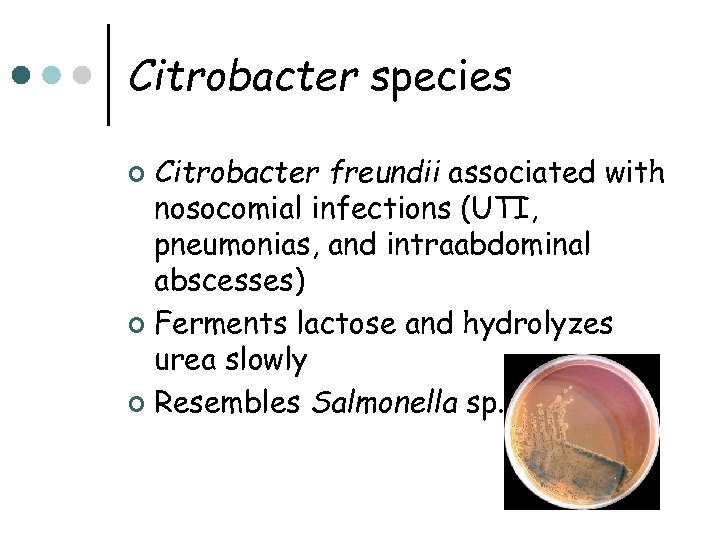 Citrobacter species Citrobacter freundii associated with nosocomial infections (UTI, pneumonias, and intraabdominal abscesses) ¢