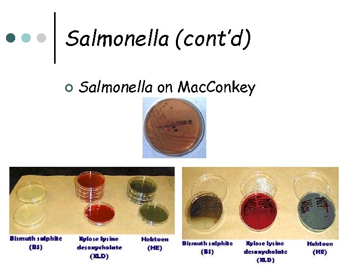 Salmonella (cont’d) ¢ Salmonella on Mac. Conkey 