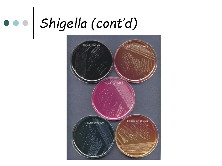 Shigella (cont’d) 