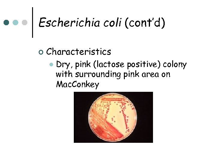 Escherichia coli (cont’d) ¢ Characteristics l Dry, pink (lactose positive) colony with surrounding pink