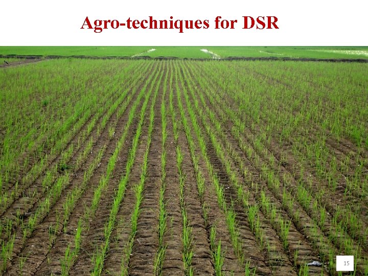Agro-techniques for DSR 15 
