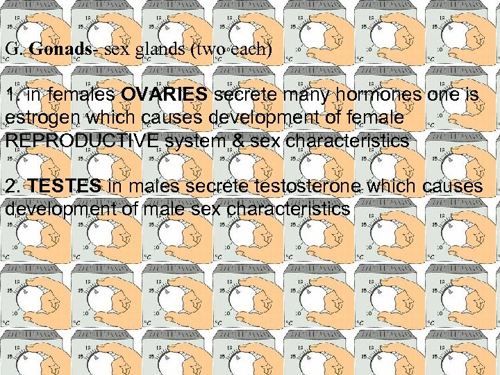 G. Gonads- sex glands (two each) 1. in females OVARIES secrete many hormones one