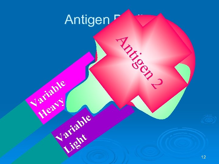 Antigen Binding An ab ri y a v V ea H le ab ri