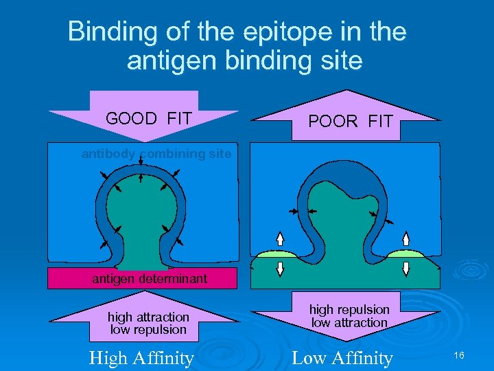 Binding of the epitope in the antigen binding site GOOD FIT POOR FIT antibody