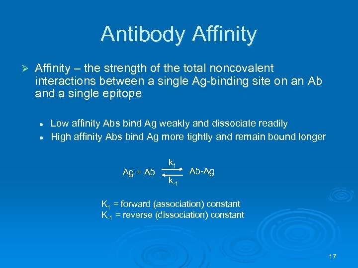 Antibody Affinity Ø Affinity – the strength of the total noncovalent interactions between a