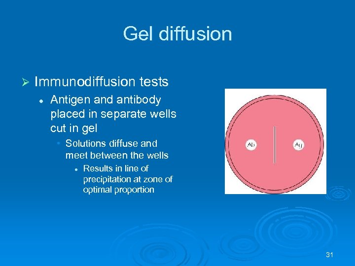 Gel diffusion Ø Immunodiffusion tests l Antigen and antibody placed in separate wells cut