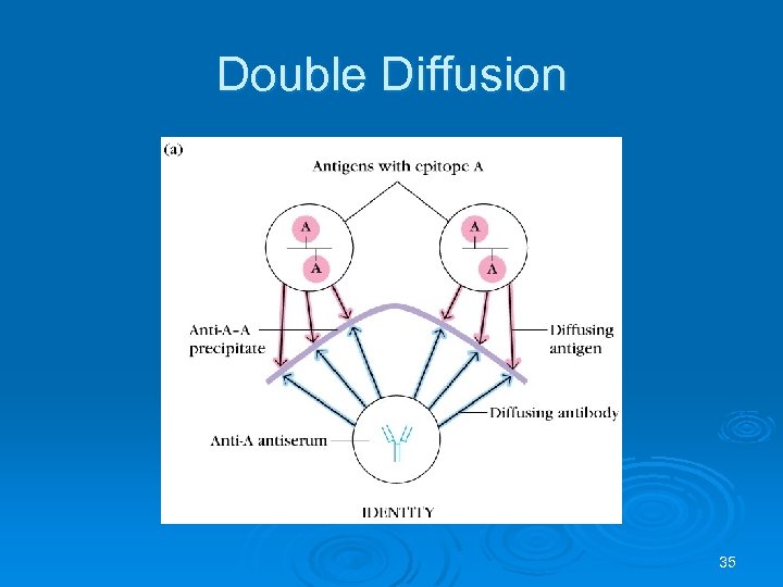 Double Diffusion 35 