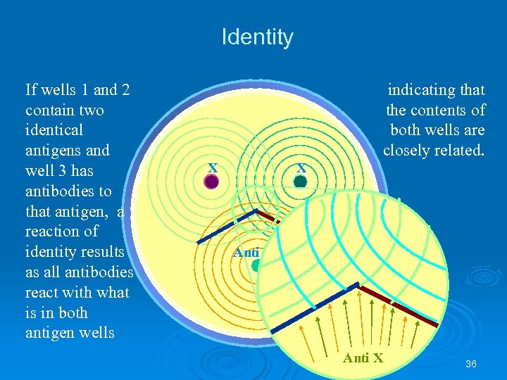 Identity If wells 1 and 2 contain two identical antigens and well 3 has