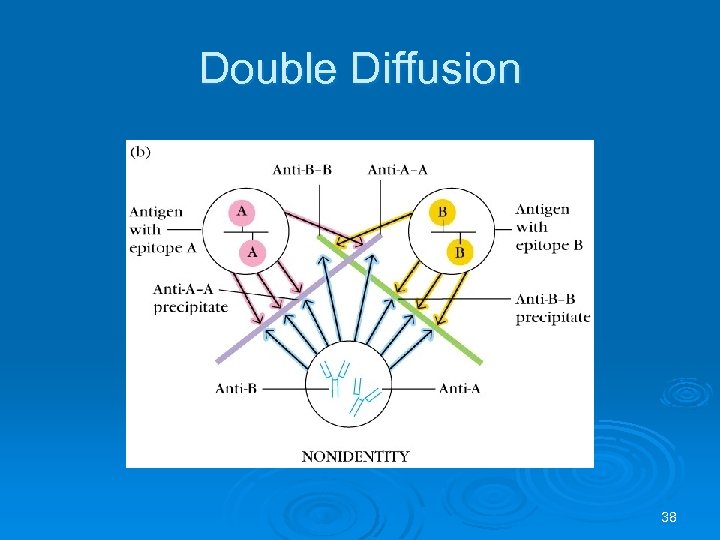 Double Diffusion 38 