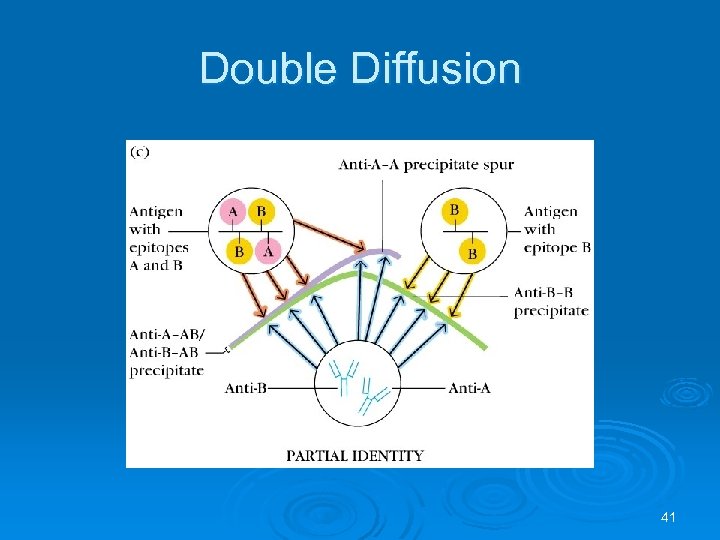 Double Diffusion 41 