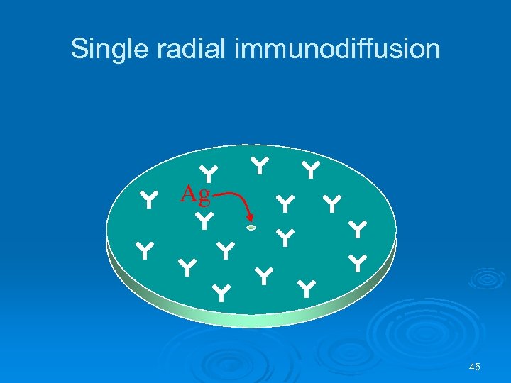 Single radial immunodiffusion Ag 45 