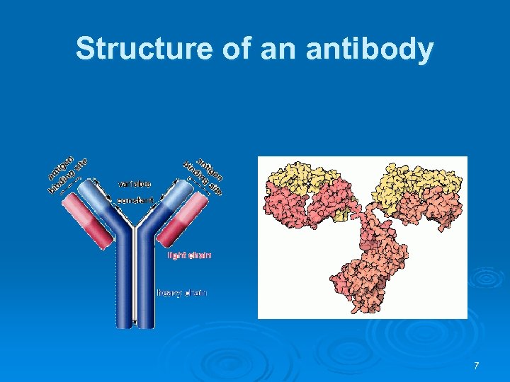 Structure of an antibody 7 