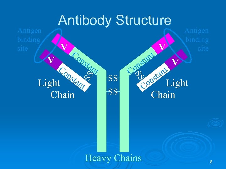 Antibody Structure V V Co nt ta ns tan t tan Light t Chain