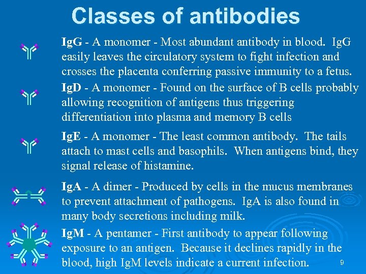Classes of antibodies Ig. G - A monomer - Most abundant antibody in blood.