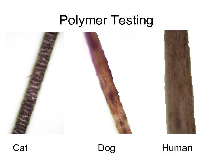 Polymer Testing Cat Dog Human 