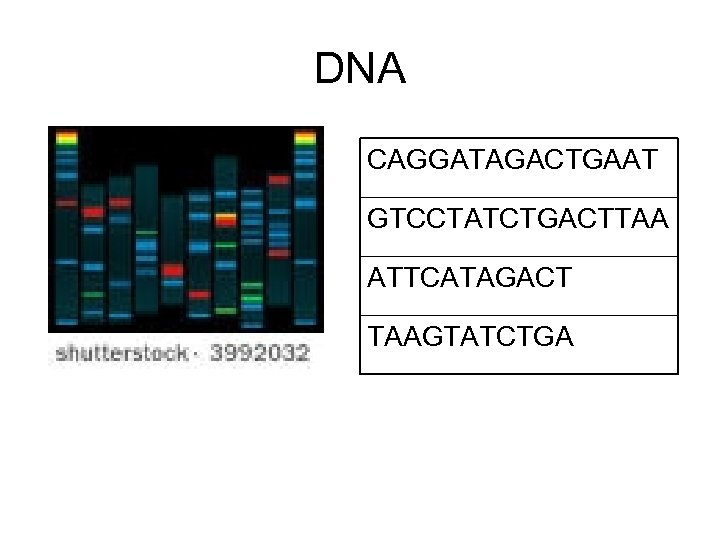 DNA CAGGATAGACTGAAT GTCCTATCTGACTTAA ATTCATAGACT TAAGTATCTGA 