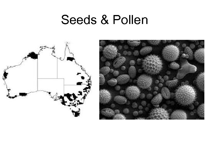 Seeds & Pollen 