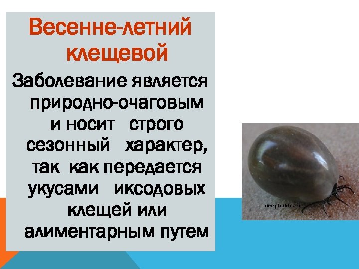 Весенне-летний клещевой Заболевание является природно-очаговым и носит строго сезонный характер, так как передается укусами